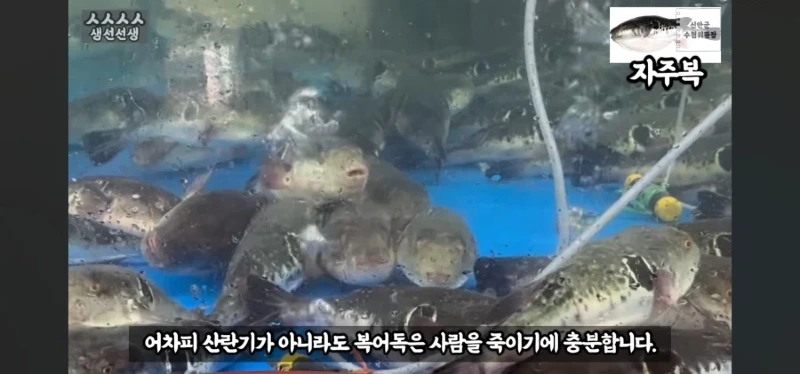 산란기의 복어독이 강하지만 상관없는이유
