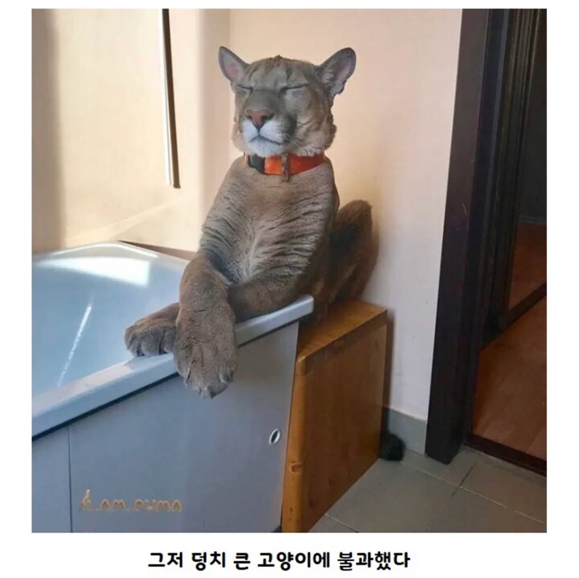 갈 곳 없는 퓨마를 키우게 된 부부