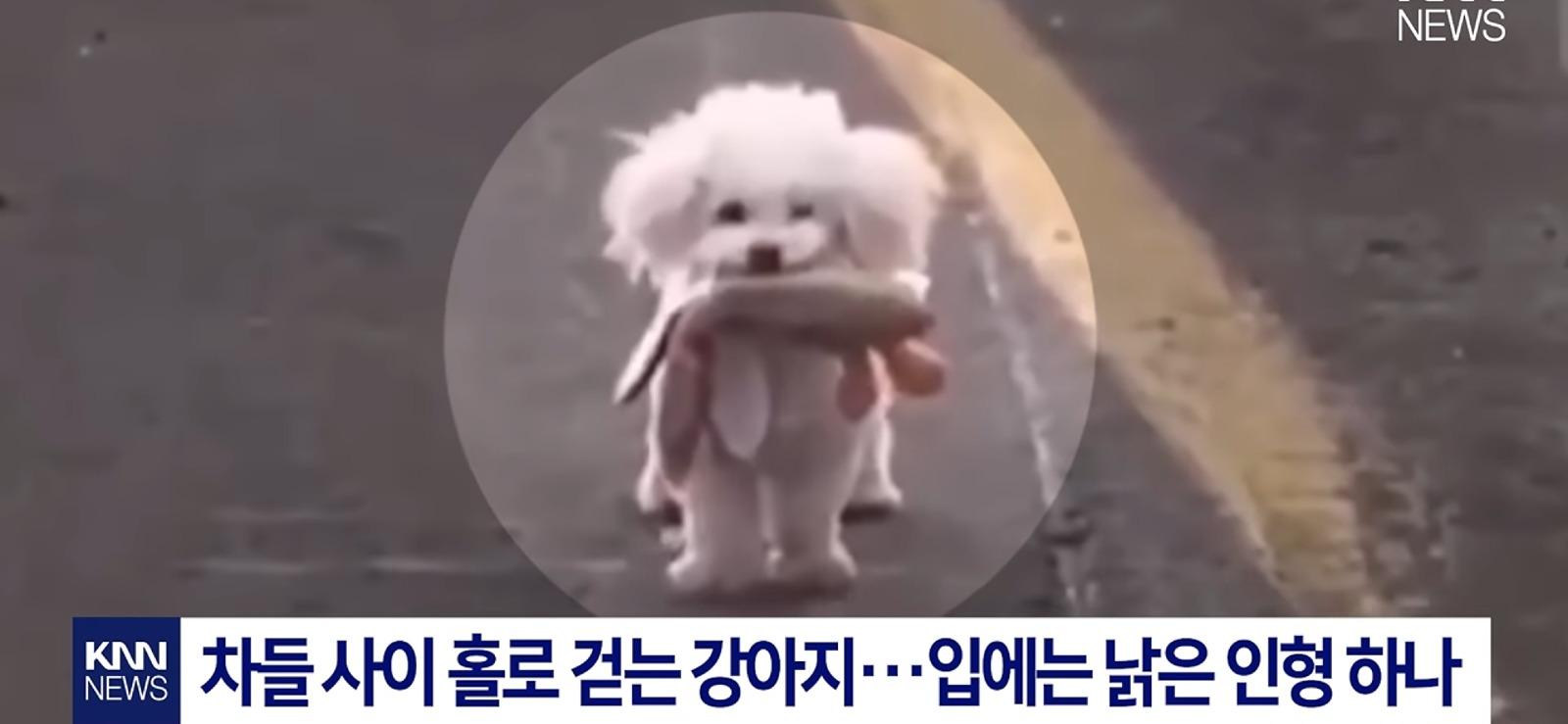 애착인형과 함께 버려진 반려견
