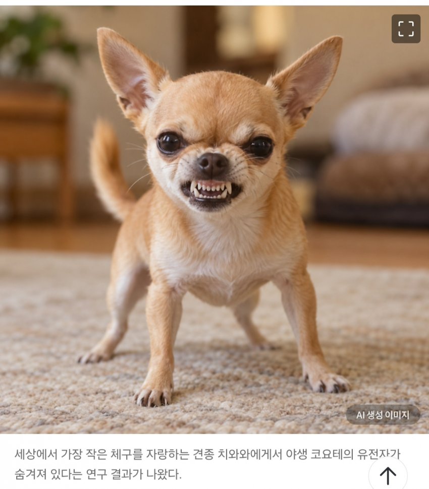 경악충격 치와와는 개가 아니었다?! (2)