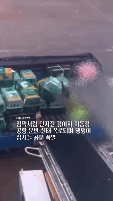 짐짝처럼 던져진 강아지 이동장 공항 운반 실태....... (4)