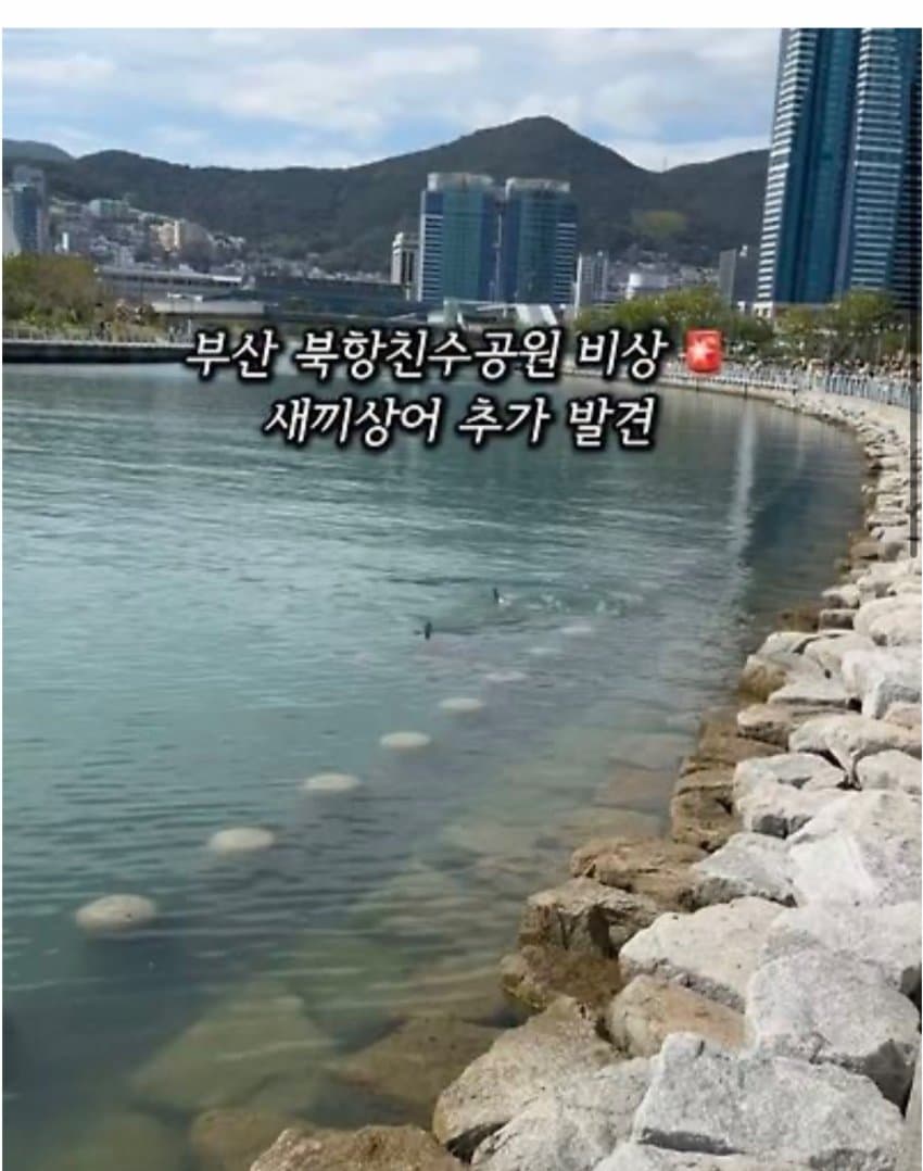 부산 북항에 상어 새끼 깠다는디 ㅋㅋ (2)