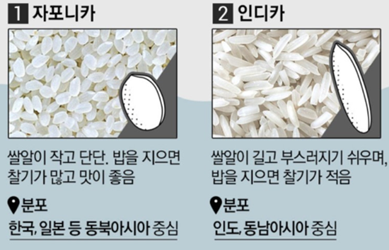 아시아에서 먹는 쌀 품종 (2)