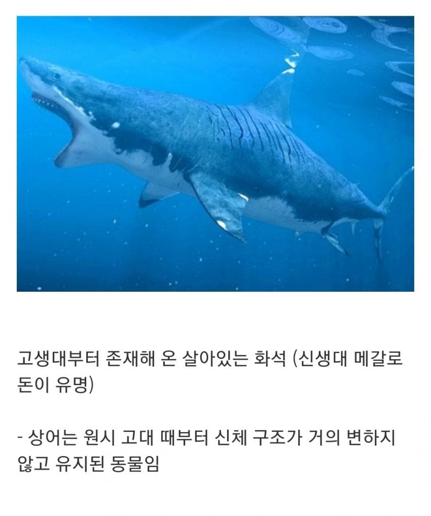 오싹오싹 인지도는 최고 수준인데 정작 알려진 건 거의 없는 생물 (2)