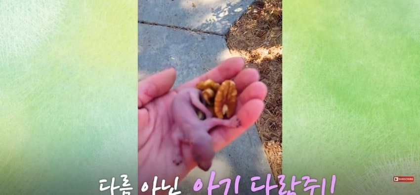 어미 다람쥐에게 갈곳 잃은 새끼 보여줬더니.. (5)