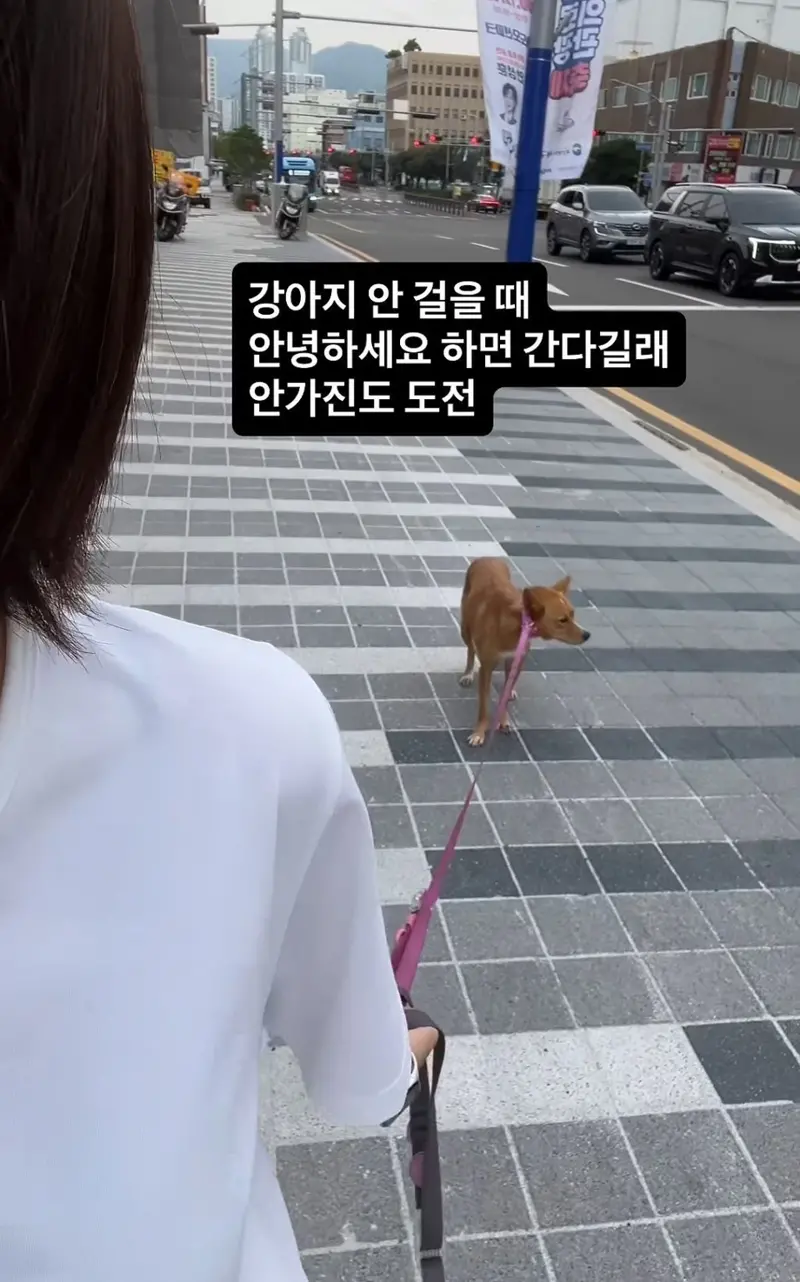 강아지 산책중 멈춰서 안갈때 꿀팁 (2)