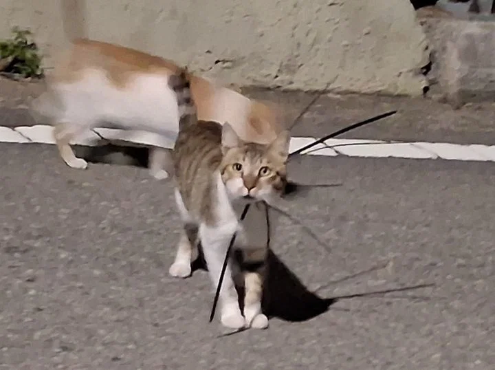 케이블 타이에 목 졸린 길고양이, 여수서 잇단 발견