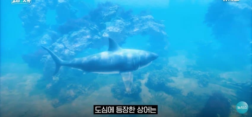 상어 한마리에 3만명 몰려, 부산 명소가 된 북항 (7)