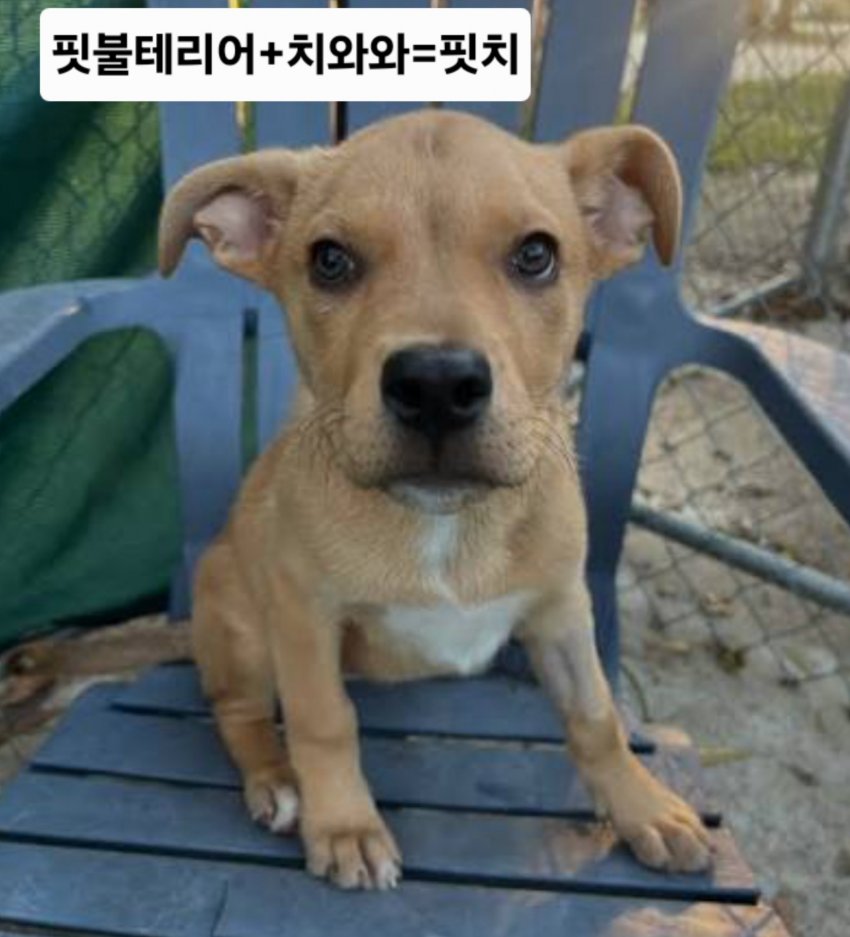 싱글벙글 래딧에 유행한다는 미친 짓 (30)