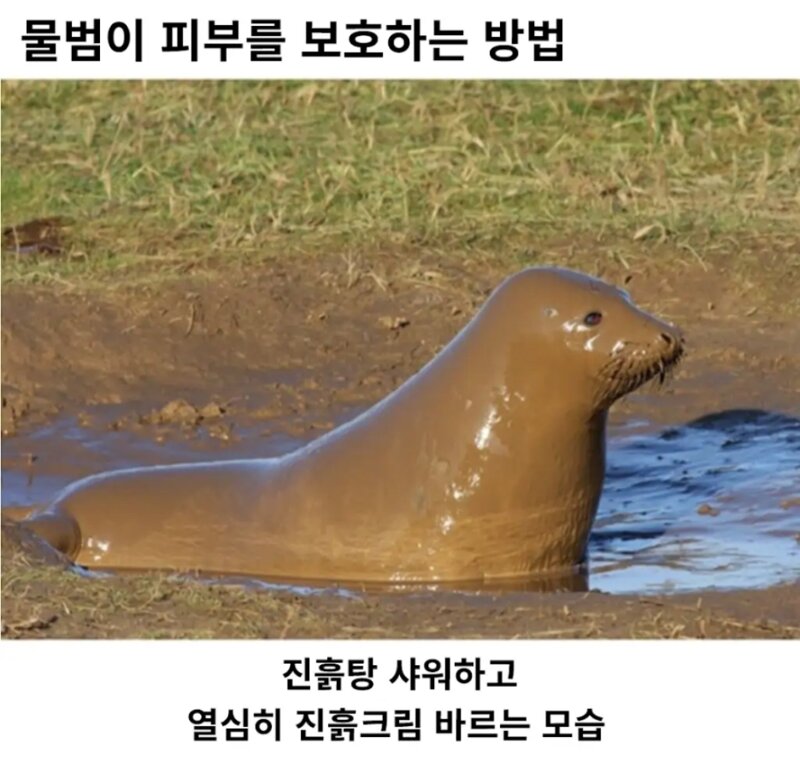 물범이 피부를 보호하는법