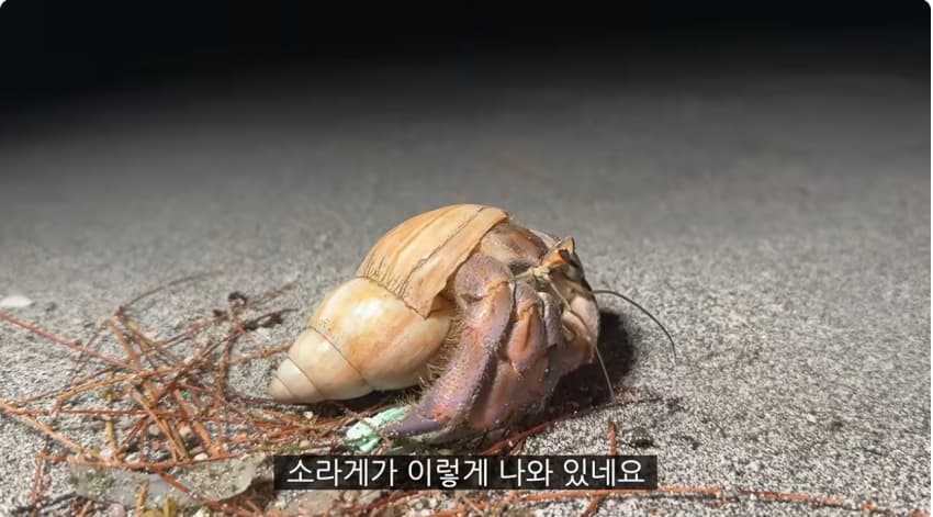 일본 부캉이 등장? 한국인이 좋아서 바다에 다이빙하면서 안부인사해주는일본 (41)