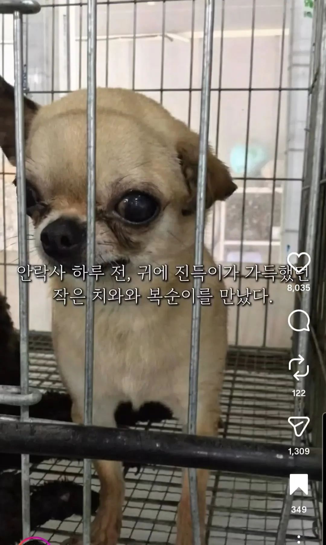10년 전 유기견을 입양했던 사람에게 다시 연락해봤다