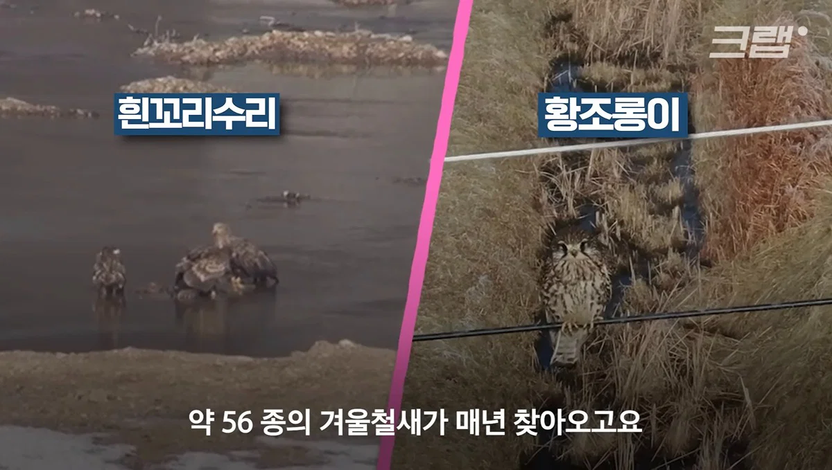 새들에겐 거의 전쟁난 수준이라는 불꽃축제 (51)
