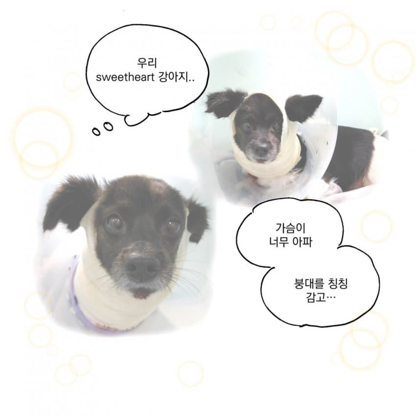 싱글벙글 개물림 사고 겪은 썰.manhwa (35)