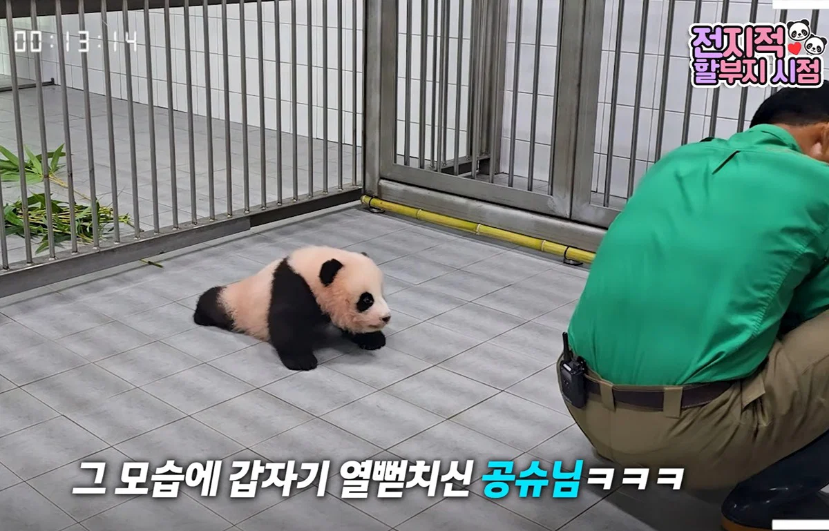 [전할시] 할부지 가니까 다급해져서 기어가는 슈바오🩵🐼 (4)