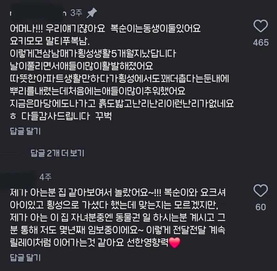 10년 전 유기견을 입양했던 사람에게 다시 연락해봤다