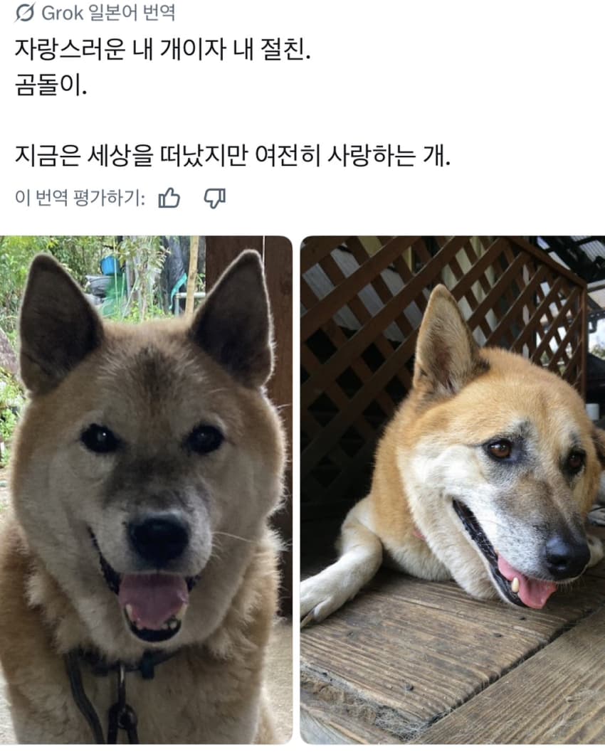 싱글벙글 너무 섞여서 잘 모르겠는 잡종견 사진집이 갖고 싶어 (8)