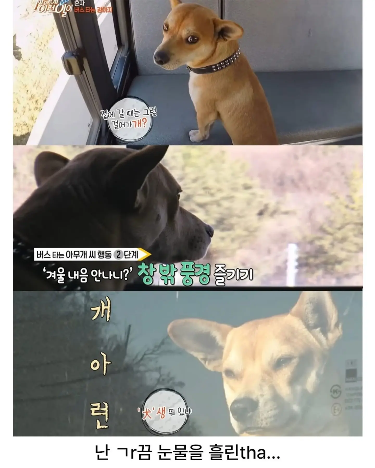 친구 만나러 매일 무임승차하는 강아지 (6)