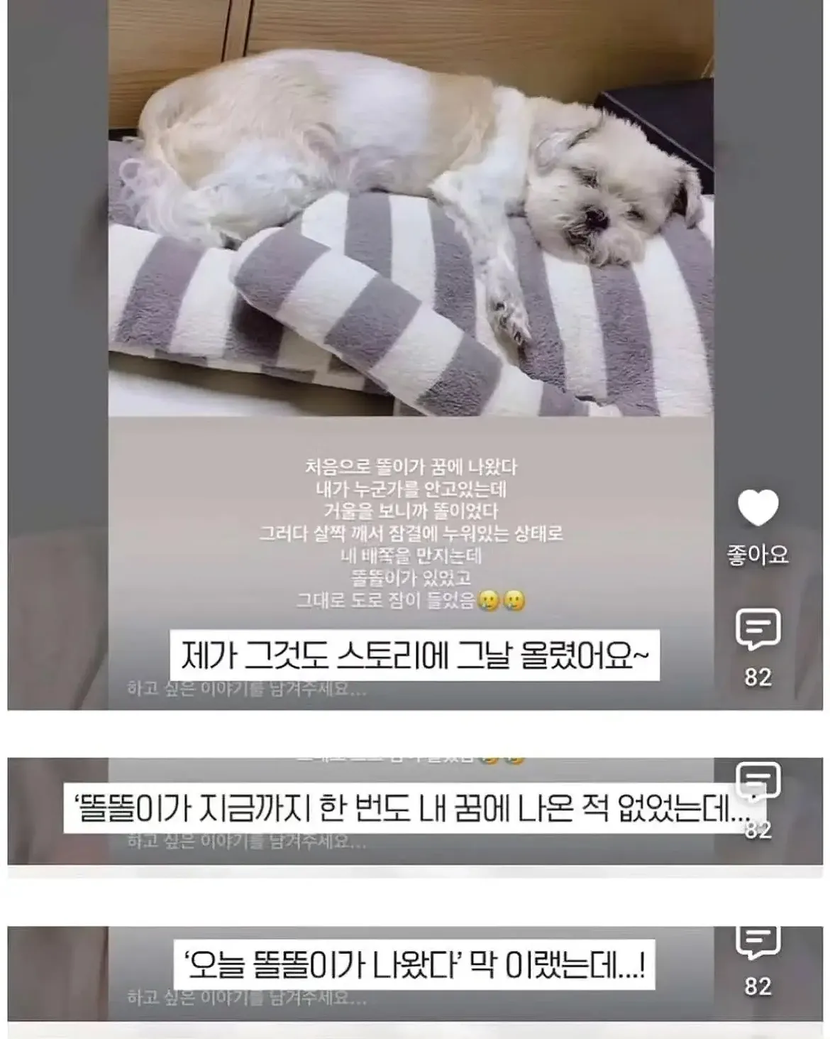 세상 떠난 반려견이 딸로 돌아온거 같다는 유튜버 (11)