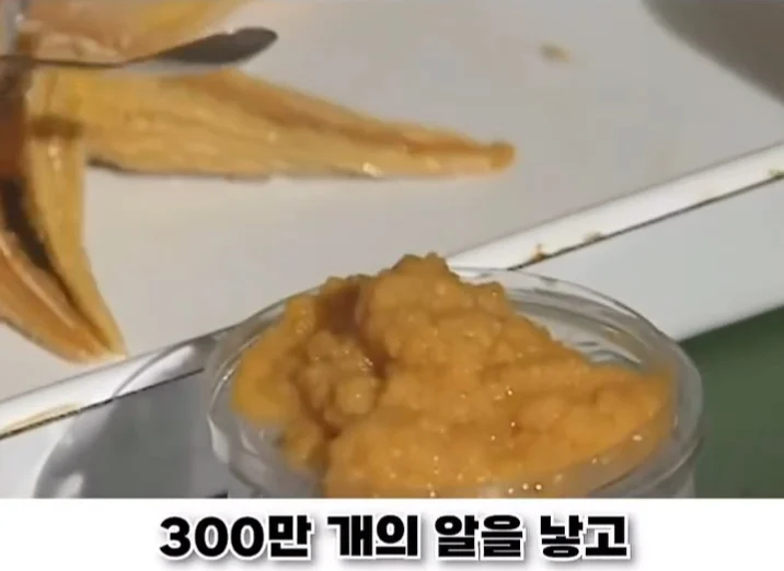 우리나라로 넘어온 바다의 무법자 불가사리의 최후 (3)