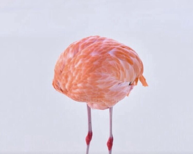 ㅎㅂ] 플라밍고가 분홍색인 이유.