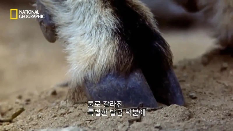 사냥 중 120m 절벽 아래로 떨어진 눈표범. jpg & YouT