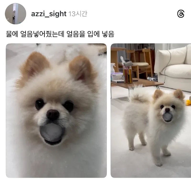 스레드] 강아지 물에 얼음 넣어줬더니