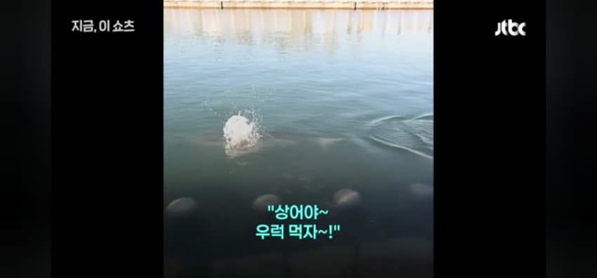"우럭 먹자~" 부캉이에 생선 투척한 부산 시민 (8)