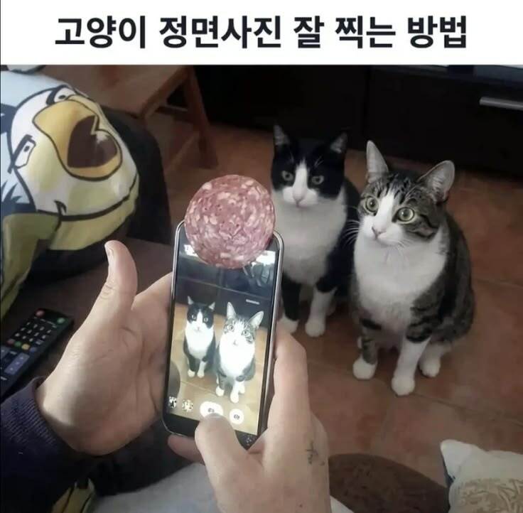 고양이 정면사진 잘 찍는법