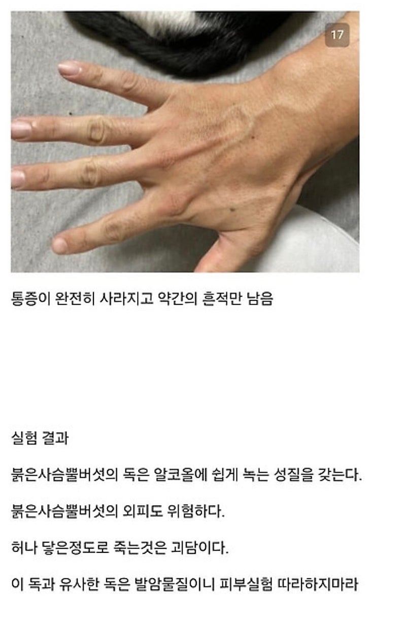 붉은사슴뿔버섯을 본인 몸에 실험한 일본인 (14)