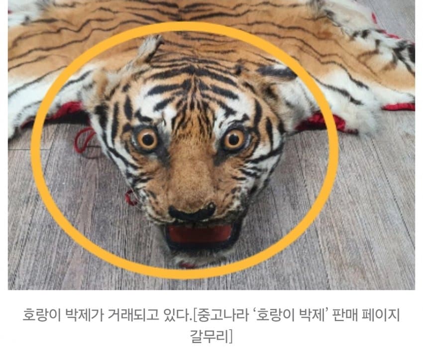 “여기가 한국 맞아?” 진짜 호랑이 ‘700만원’에 대놓고 거래 (2)