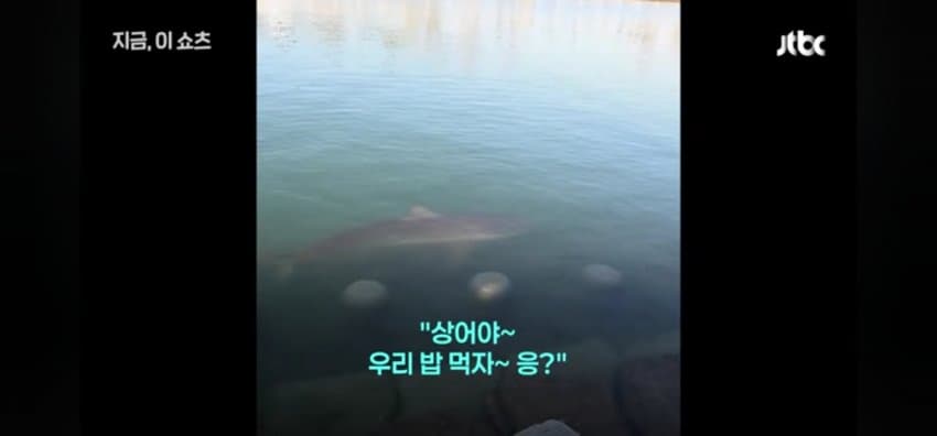 "우럭 먹자~" 부캉이에 생선 투척한 부산 시민 (3)