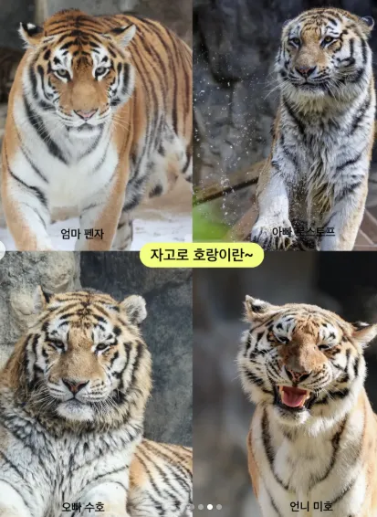 크면 용맹해질 줄 알았건만jpg