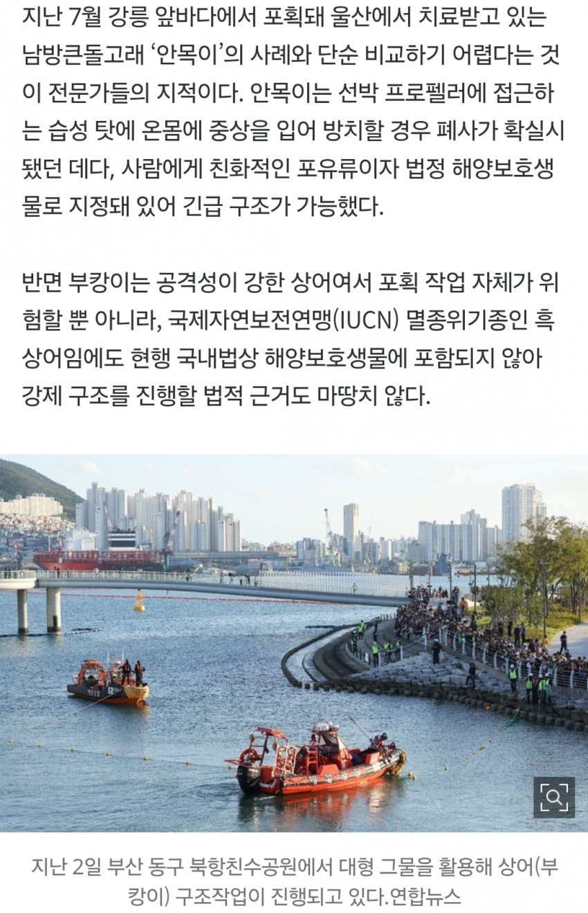 국민 상어 부캉이, 새끼 낳았나 (28)