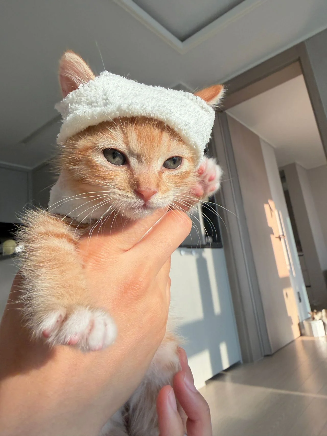 다이소 산 옷을 입는 고양이