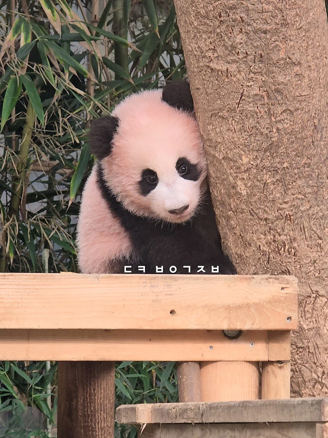 오늘 정식 데뷔한 슈바오🐼🩵 (8)