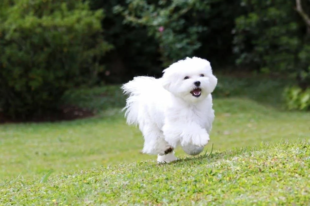 말티즈가 살아남은 이유