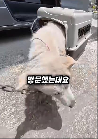 평생 목욕 한번 안 해본 차고지 지킴이 2살 한성이의 생애 첫 목욕대작전 (24)