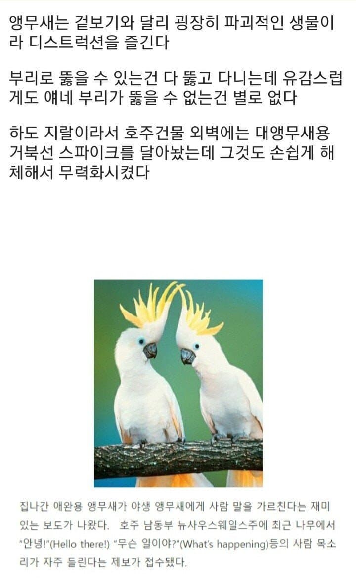 싱글벙글 플라잉스마트단또들에게 지배받는 호주 (6)