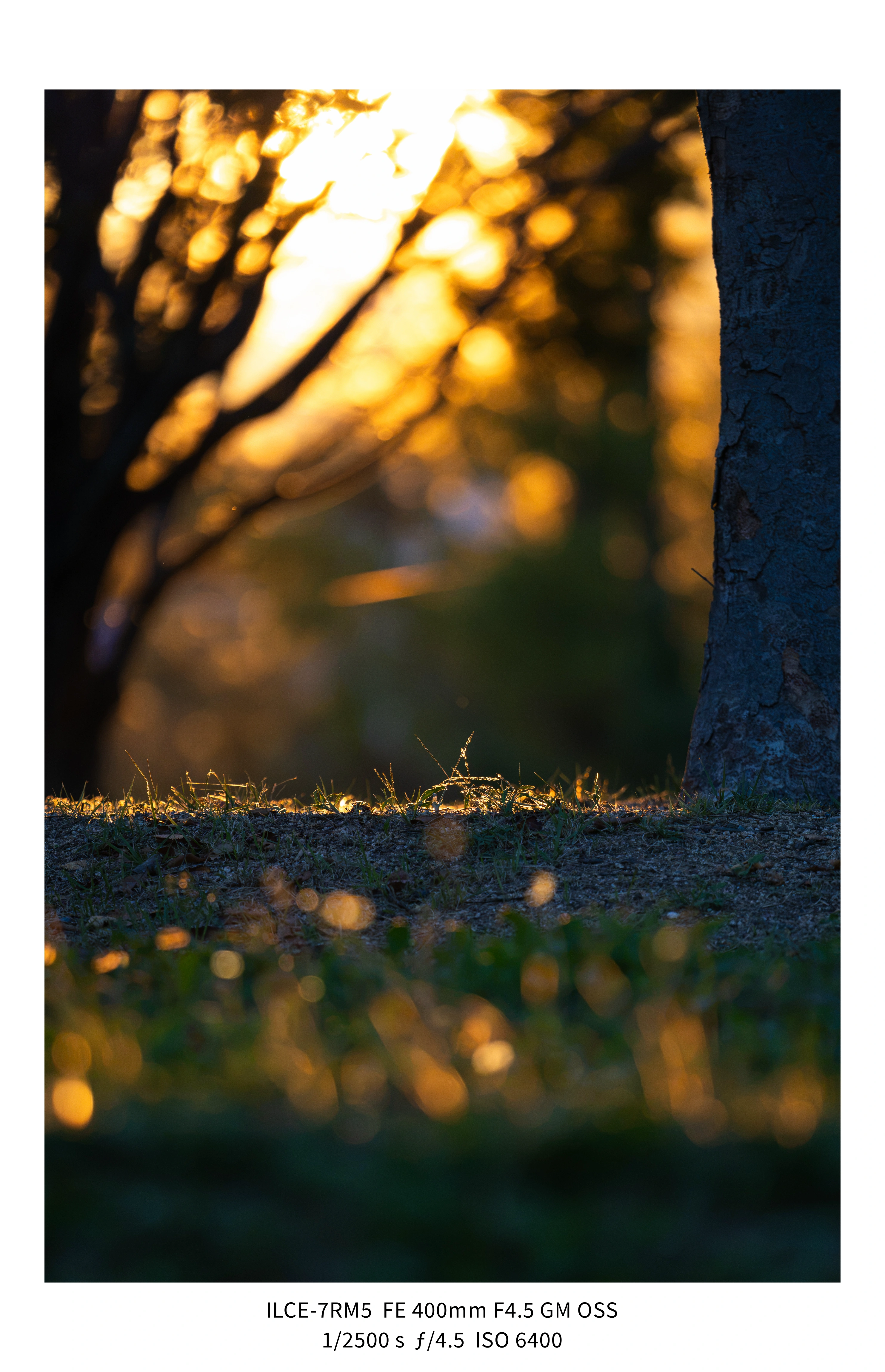 애기사백금(400mm F4.5 GM) non-새찍 작례 (25장) (21)