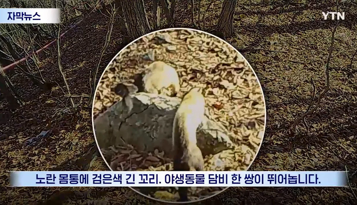 수십억 들여 숲 사놓고 아무것도 안한 이유