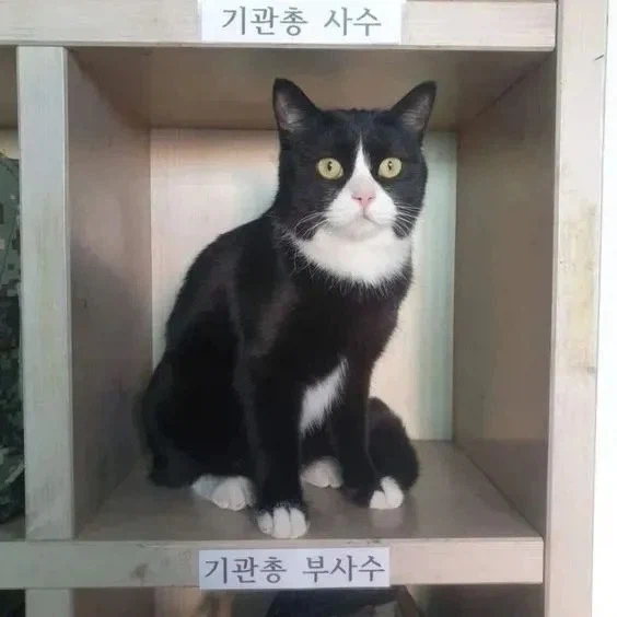 미필은 모르는 기관총 사수