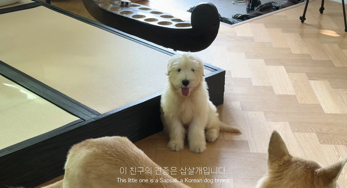 마치 참쌀선과 쌀로별같이 생긴 던네 아는 강아지 햇반이 (4)