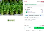 산지직송 로메인 1kg 2kg [원산지:국산(대전광역시 서구) 등]