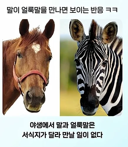 얼룩말 처음 본 말 반응.jpg