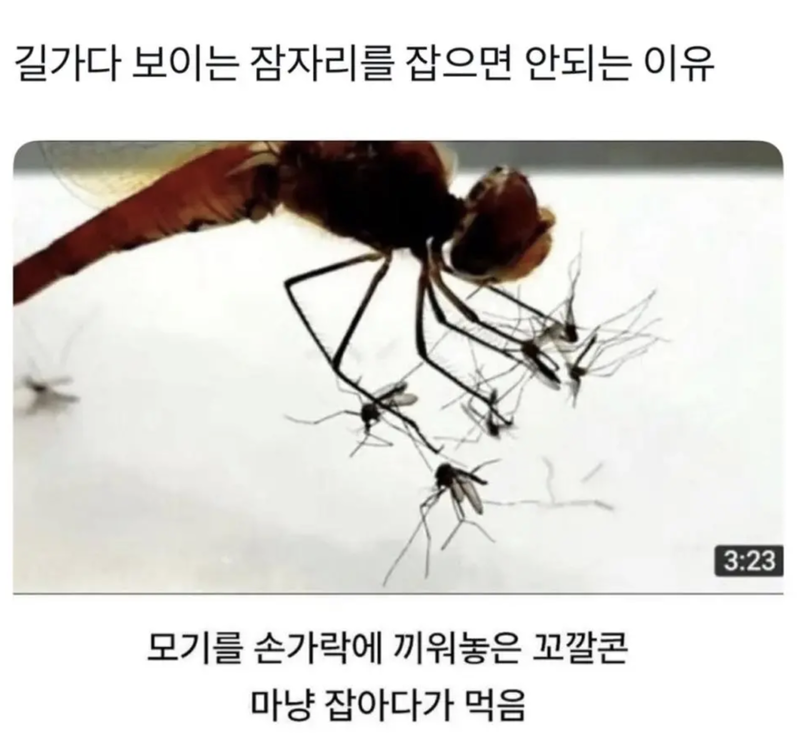 잠자리 잡으면 안되는 이유