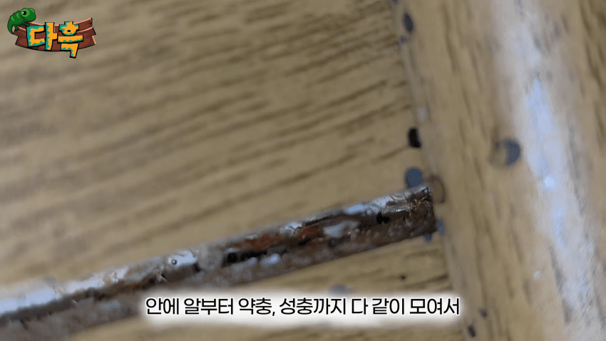 오싹오싹 부산 찜질방에 출몰해서 난리난 빈대(베드버그)상황 (17)