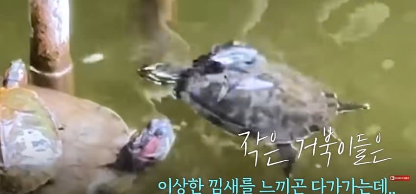 큰 거북이 곤경에 처하자 헤엄쳐간 작은 영웅들 (5)