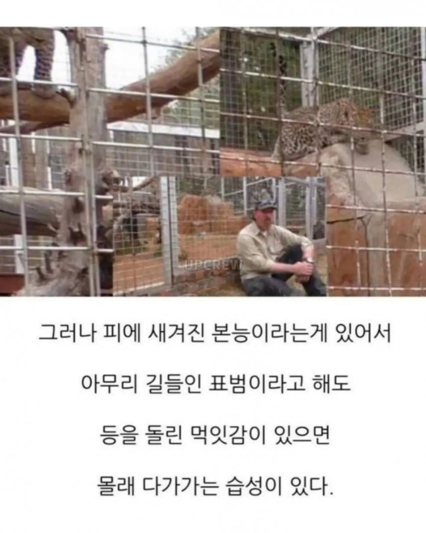 의외로 공식적으로 인간을 공격한적이 없는 맹수 (6)