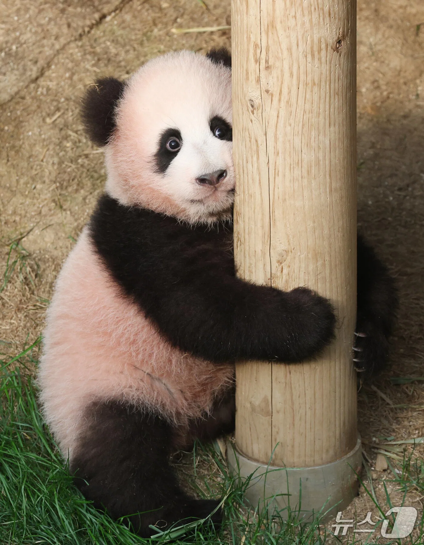 혼자서도 잘 노는 막둥이 슈바오🐼🩵 (4)